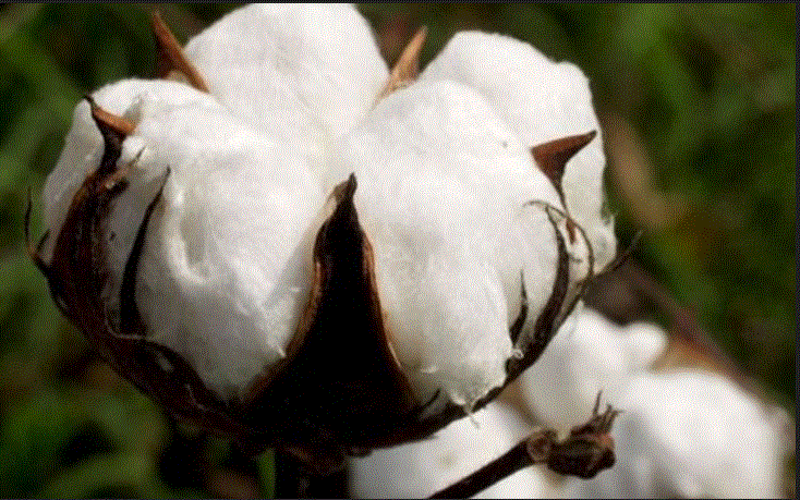 Sénégal : Les cultures de coton menacées par un nouveau parasite
