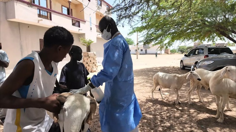 Mpox et de Fièvre de la Vallée du Rift (FVR) : Le Ministère de la Santé fait le point !