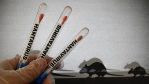 « Aucun cas de hantavirus n&rsquo;a été enregistré au Sénégal », informe le Ministère de le Santé